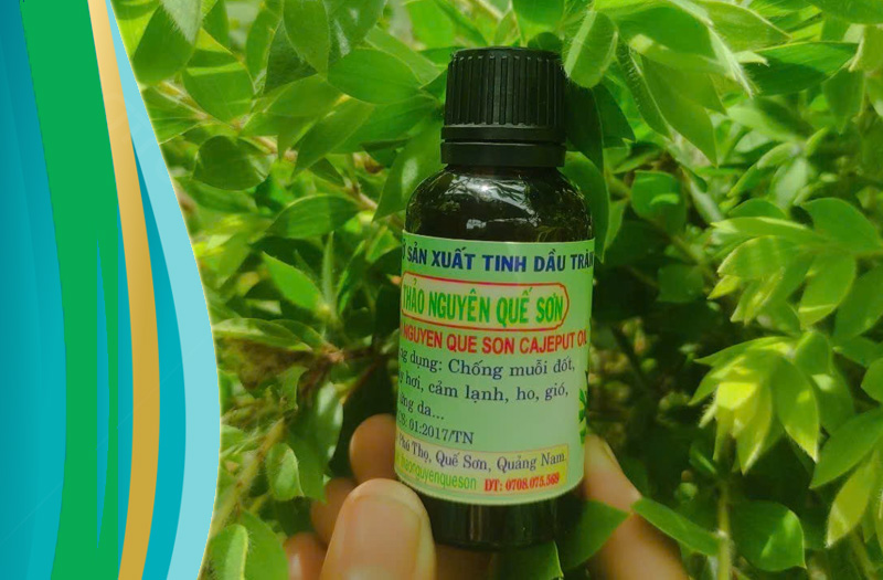 Câu chuyện về tinh dầu tràm Thảo Nguyên