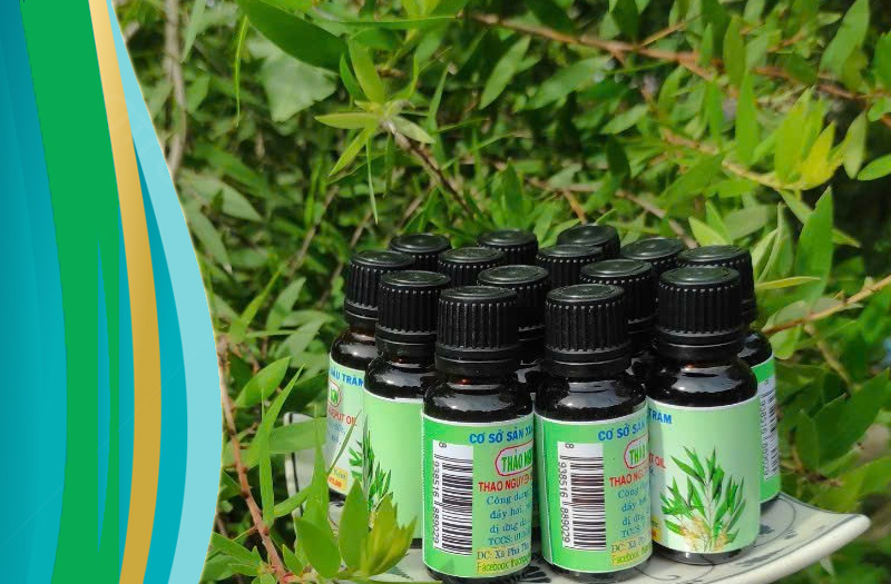 Câu chuyện về tinh dầu tràm Thảo Nguyên